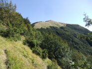 Sentierino verso l' Alfeo