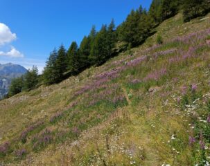 Il sentiero verso Gran Bella Lana