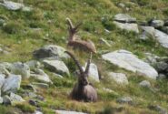 Stambecchi nelle vicinanze del Bivacco Reboulaz