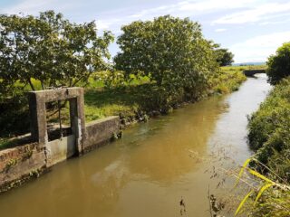 Superarata la Cascina Isana, la roggia di Bianzè si fa strada in mezzo alle risaie.
