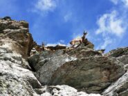 Incontri tra le rocce intorno al Passo.