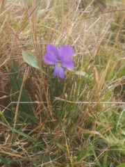 viola di ottobre