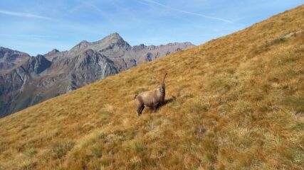 Il gran capo  e il Gran Tournalin