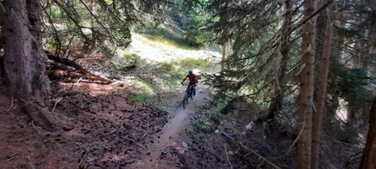 Zona albero monumentale