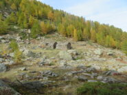 Alpe Faveroy
