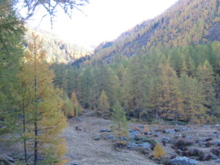 Orgère