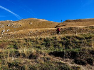La freccia indica l'alberello sul colletto. Si intravede anche una traccia.