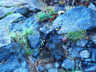 La salamandra.