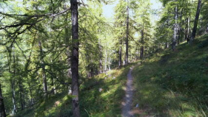 discesa nel bosco Tavanet, verso Chiosso