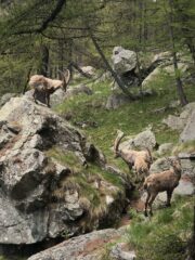 Locals