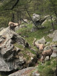 Locals