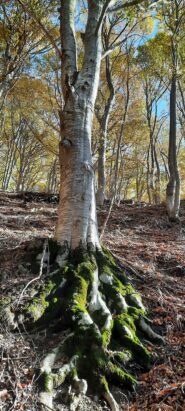 magnifica la faggeta