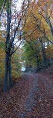 Nel bosco di faggi