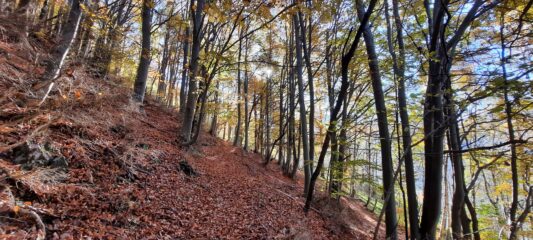 Colori autunnali notevoli nella faggeta