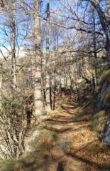 salendo nel bosco