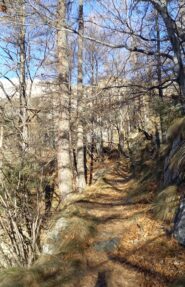 salendo nel bosco