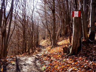 Inizio del 732A alla Sella della Coldra.