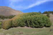 Colori