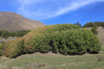 Colori