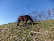 Cavalli sul Candelozzo