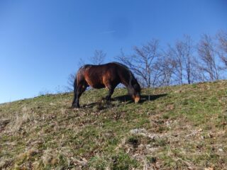 Cavalli sul Candelozzo