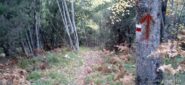 La discesa nel bosco dopo Arzene 