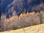 Ultimi colori dell'autunno.