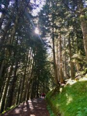 Nel bosco sotto il Rifugio Laus