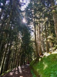 Nel bosco sotto il Rifugio Laus