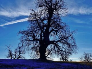 5 metri di circonferenza abbondanti