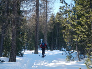 salita a tratti sostenuta nel bosco