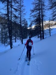 Proseguendo nel bosco 