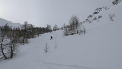 Bello anche il lariceto