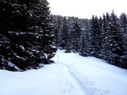 La magia del bosco innevato.