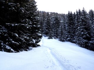 La magia del bosco innevato.
