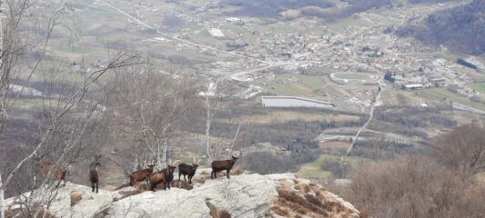 Caprette sotto la Croce di sanfront