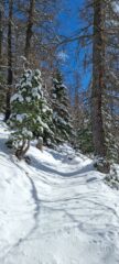 il sentiero nel bosco