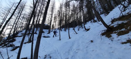 Bosco ripido e fitto