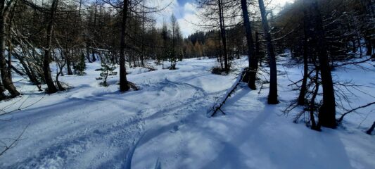 Ancora bella nella parte bassa del bosco