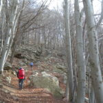 Bella faggeta  D2 Olinello/Maletto