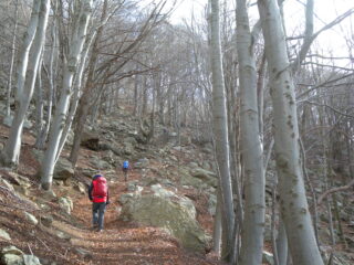 Bella faggeta  D2 Olinello/Maletto