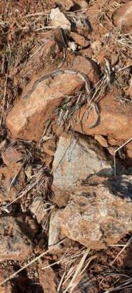 processionaria sul sentiero