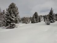 Quota 2200 il bosco si dirada