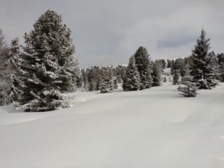 Quota 2200 il bosco si dirada