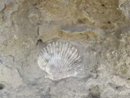 conchiglia fossile