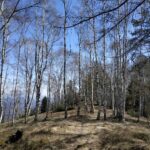 Betulle salendo al Monte casto.