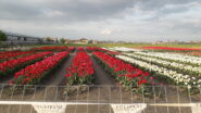 la splendida fioritura di tulipani in strada del Portone..