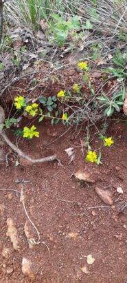 Euphorbia Gibelliana (pianta endemica)