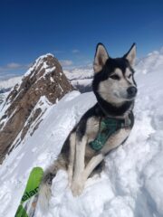 Uno dei pochi (unico?) cani che possano vantare a curriculum la Cima Centrale