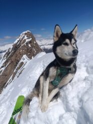 Uno dei pochi (unico?) cani che possano vantare a curriculum la Cima Centrale